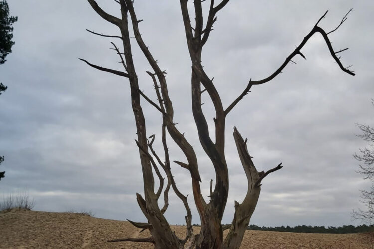 van-meeteren-groen-boomverzorging-20